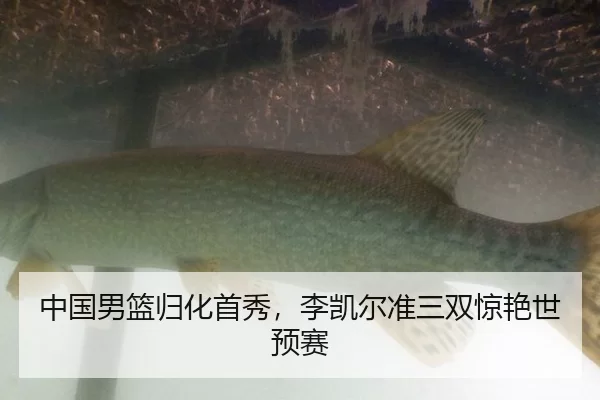 中国男篮归化首秀，李凯尔准三双惊艳世预赛